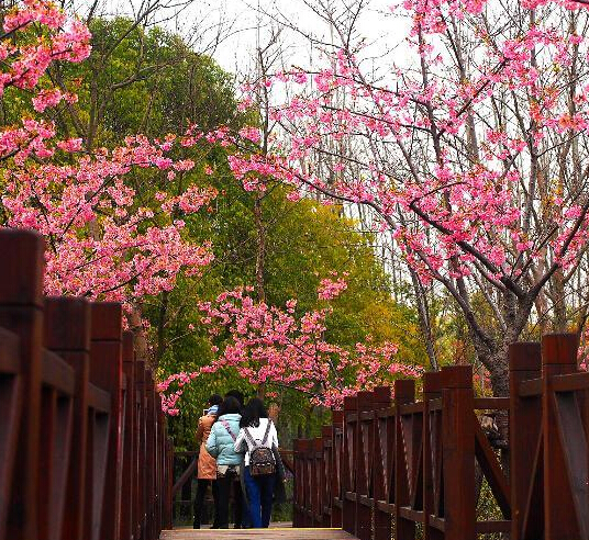 2015上海樱花节开幕”