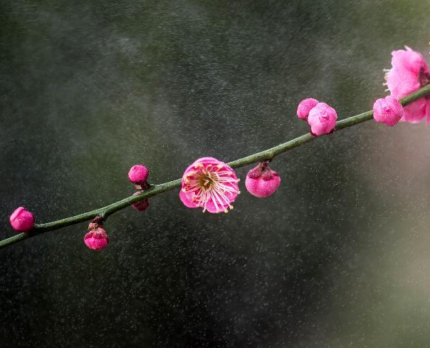 雨中梅”