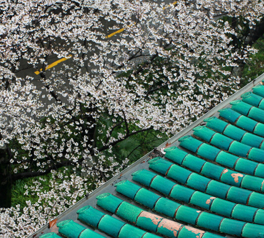 大美中国:春暖樱花开”