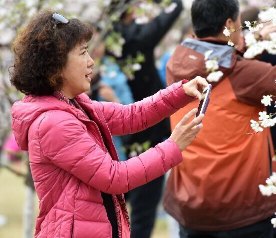 北京玉渊潭公园第27届樱花节开幕”