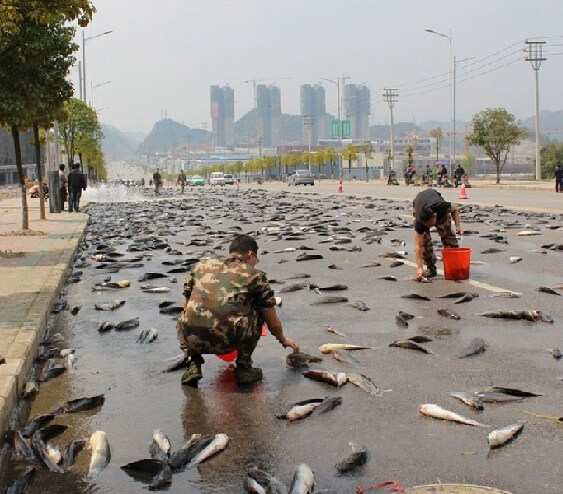 贵州万斤鲶鱼散落一地 公路瞬间成鱼池”