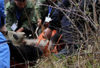 �Ĵ�������������һֻ����Ұ������è��