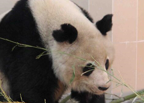 �Ĵ�������������Ұ������è Ŀǰ�ѱ�������Ρ�