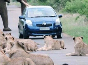 Ů˾�������ʨȺ����й� ���ճɹ���ͻΧ����