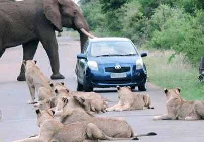 Ů˾�������ʨȺ����й� ���ճɹ���ͻΧ����