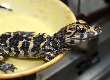 ���գ�Ϊ��������Ų�ѡ���