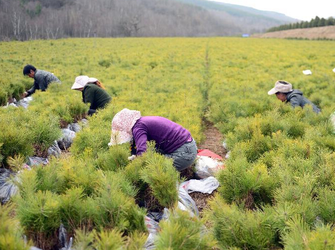 ������ԭ�ϵġ���ɫ���𡱡�