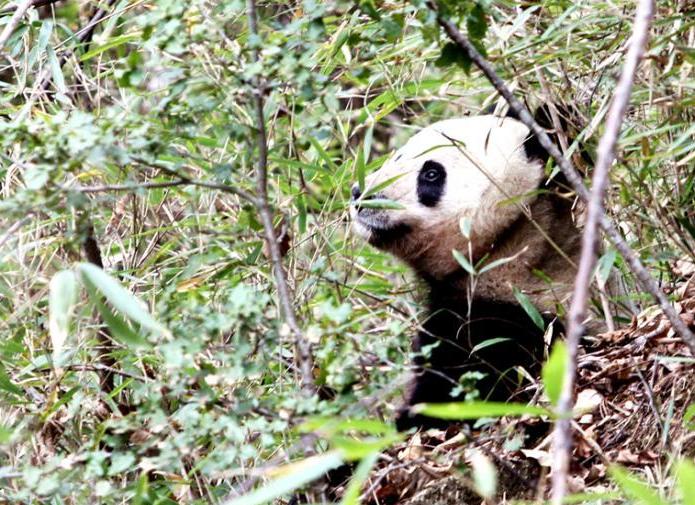 �����������Ұ������èԼ345ֻ��