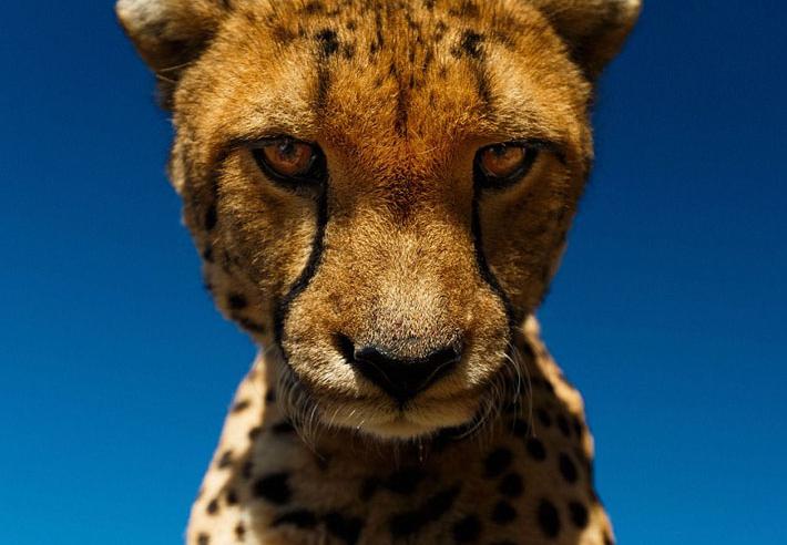 �ķ򸾷���̽��ΪҰ��������д�桱