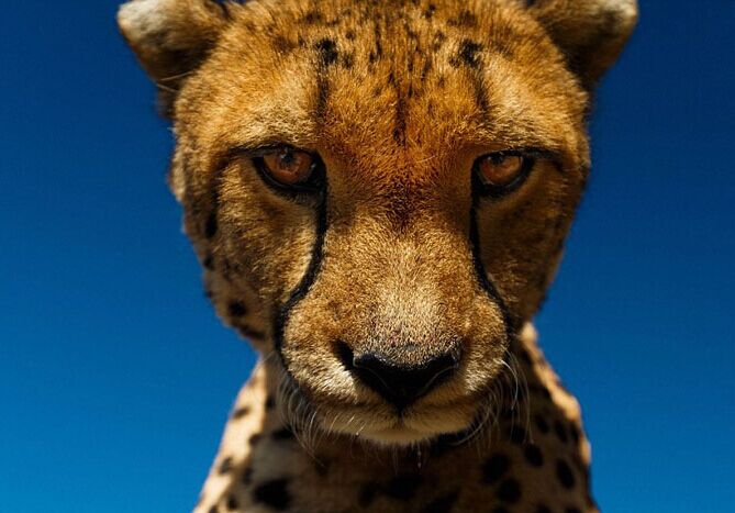 �ķ򸾷���̽��ΪҰ��������д�桱