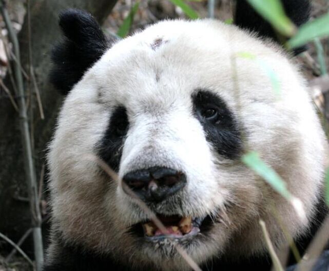 �����������Ұ������èԼ345ֻ��