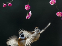 �Ӿ�ʢ�� ���ʹ��⡱