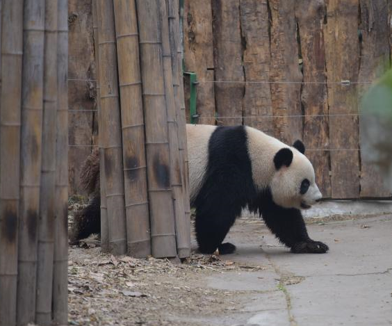 四川选出赠送澳门雌性大熊猫“蜀蓉””