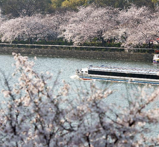 大阪樱花盛开”