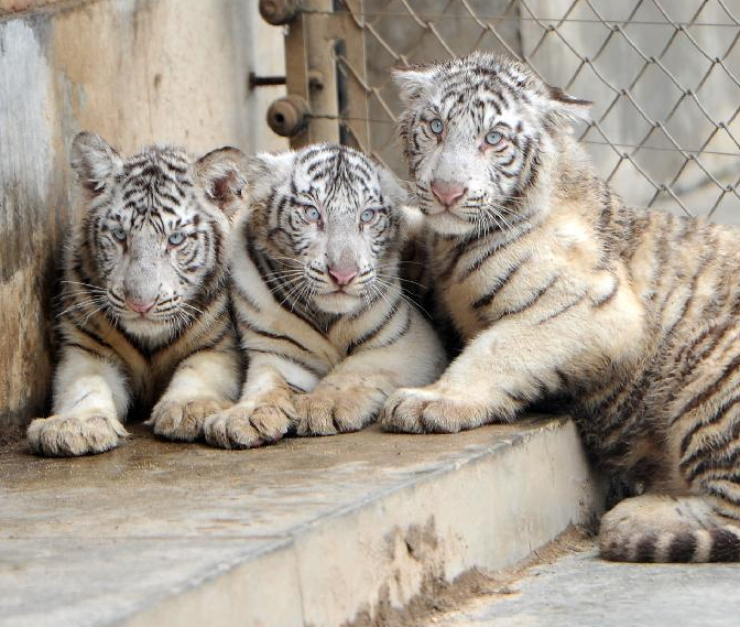 �������׻�����̥�������ࡱ