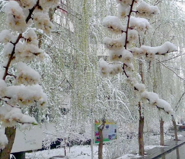 �½����ܽ�ѩ��