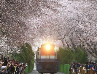 韩国镇海樱花醉”