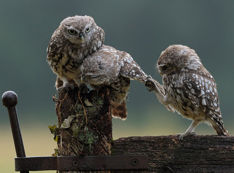 ӢСèͷӥ󱧱ܰƬߺ족