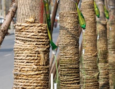 ֣�ݽ�ͷ��ľ����Һ�����Ρ�