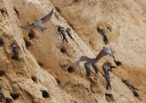 ��ǧֻ��ɳ�ల���������ء�