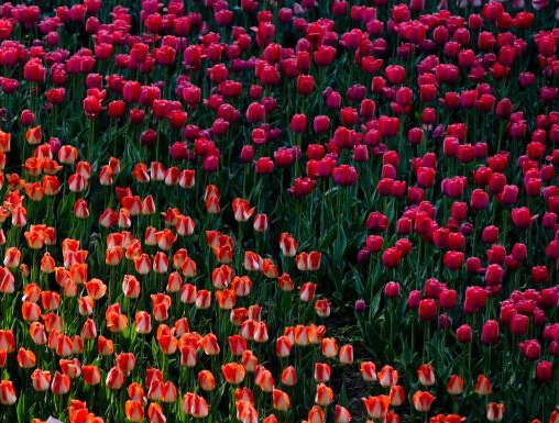 ����ֲ��԰50���������㾺�࿪�š�