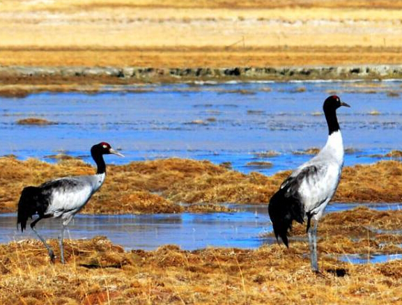 �ھ���Ǩ�ظ���ʪ�ز�ԭ��Ϣ��ʳ��