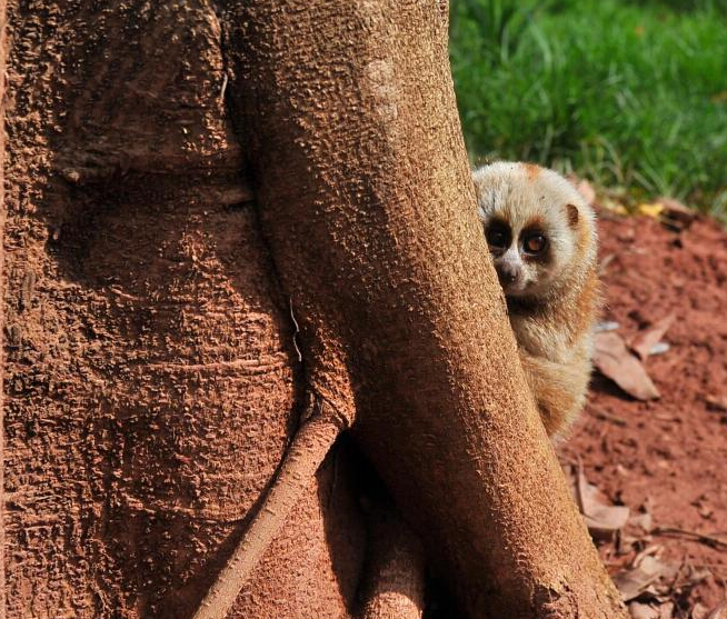 ����Ұ�����ﱻ���� ��������������