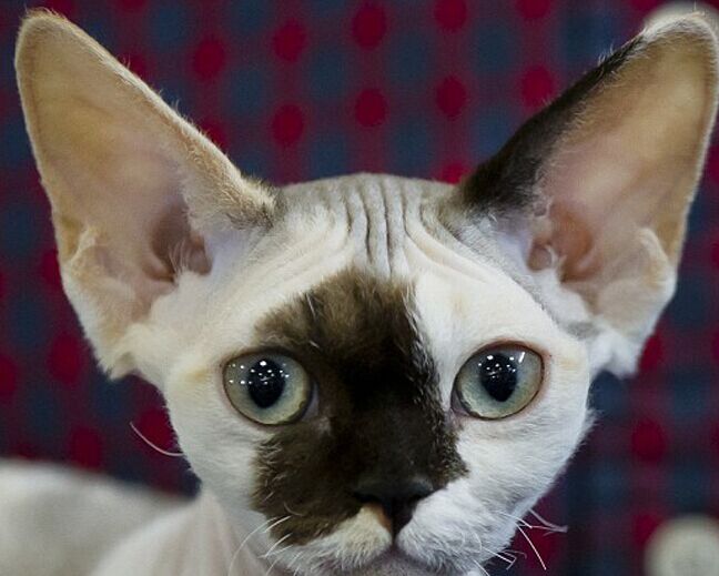 �������Ǿ��й���è��չ ϡ��è�����涷�ޡ�