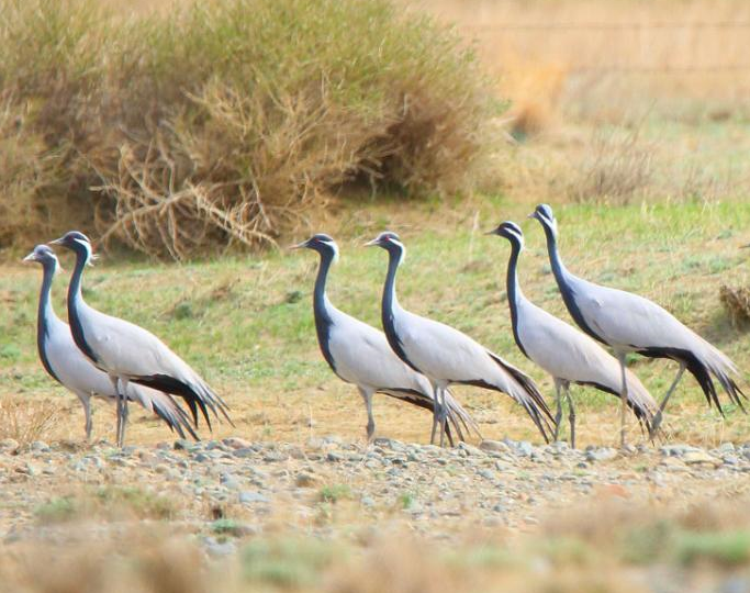 ����������½����ͺӡ�