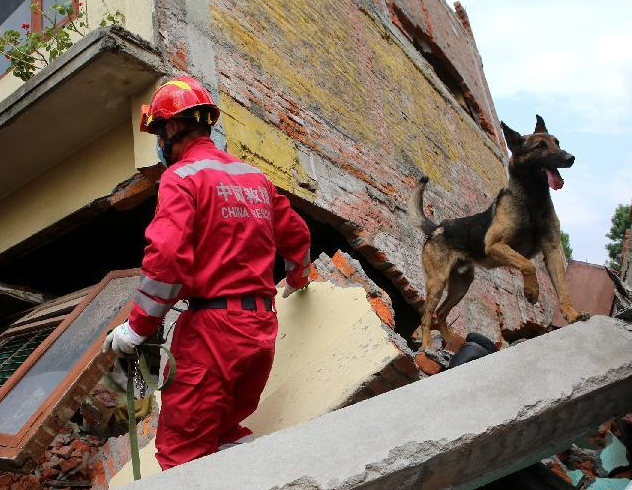 中国救援队的“神犬奇兵””