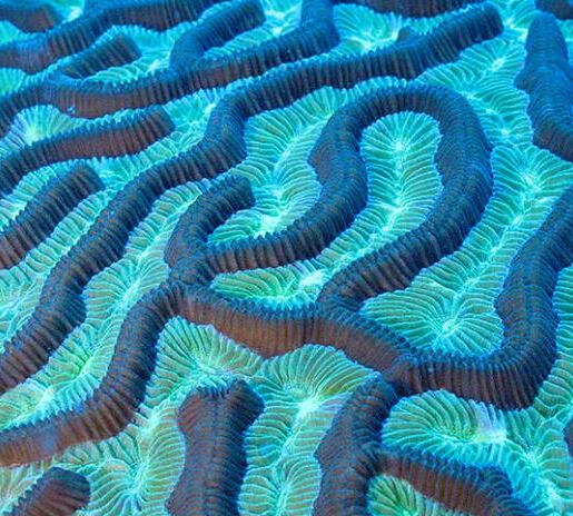 探索加勒比海海床:珊瑚成群 海鱼遨游”