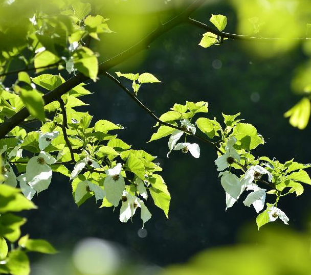 ��ϡ��ͩ���������ɽ��