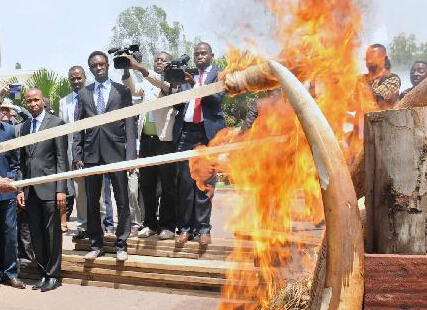 刚果(布)销毁约5吨象牙制品”