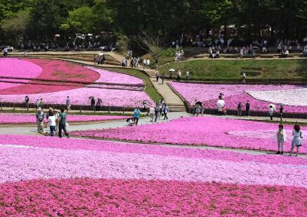 日本公园芝樱盛开 游人乐享花海”
