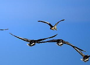 青海湖——鸟的天堂”