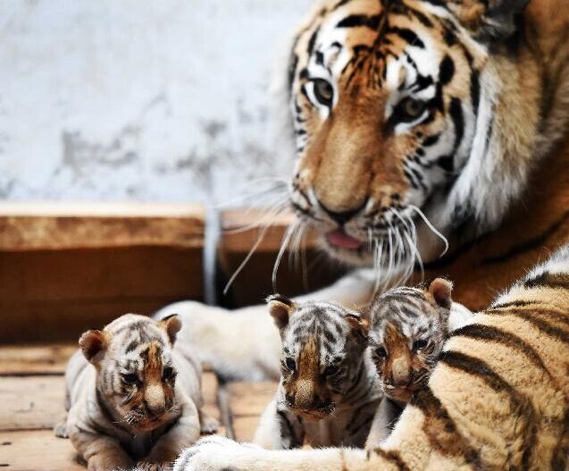 ��������������԰���½������������������ޡ���