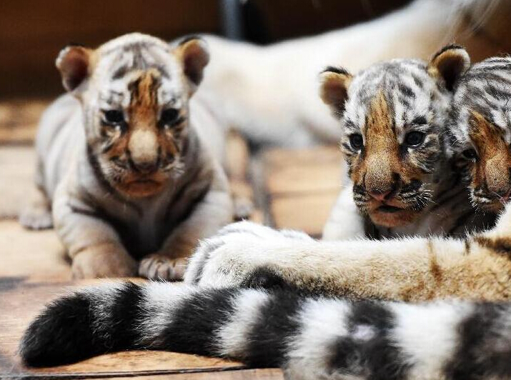 ��������������԰���½������������������ޡ���