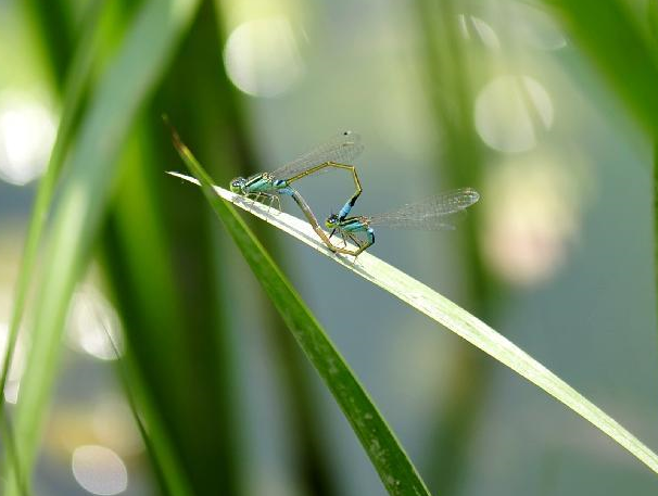 立夏:万物至此皆长大”