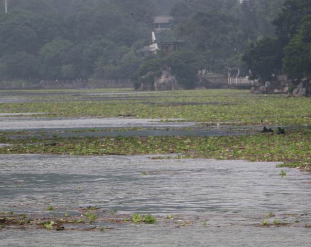 广西雨季来临 水葫芦入侵城市河道”