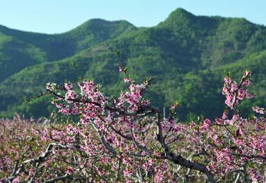 在那桃花盛开的地方”