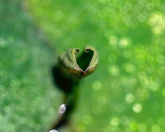 展露头角“心”含笑”