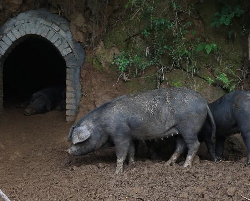 �߽����մ��ɽ ̽�á�Ҥ������������