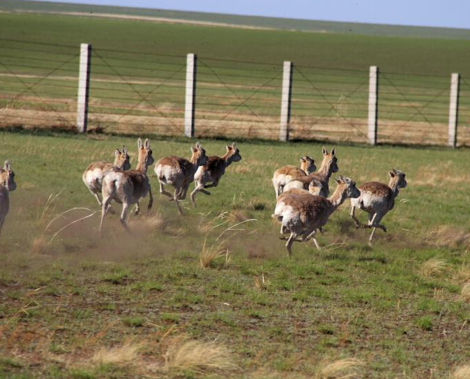 ���ɹŲ�ԭ�ֺ������ģҰ������Ⱥ��