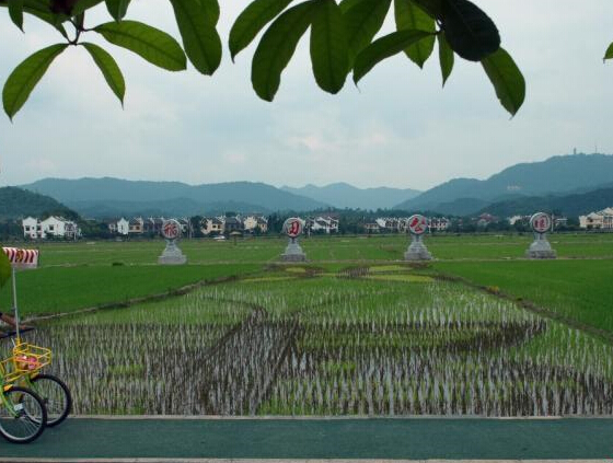 湖南安仁县农民五彩水稻田中作画”