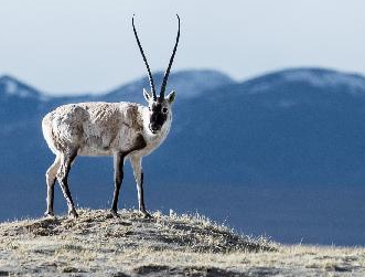 可可西里迎藏羚羊十年最早回迁季”