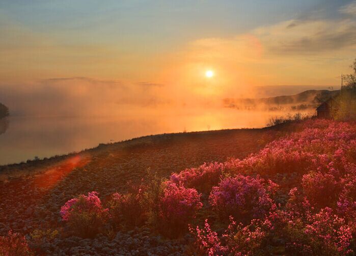 【大美中国】达尔滨湖的杜鹃开了”