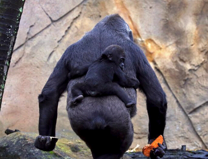 ĴǺĸ ſĸױϾ麨˯