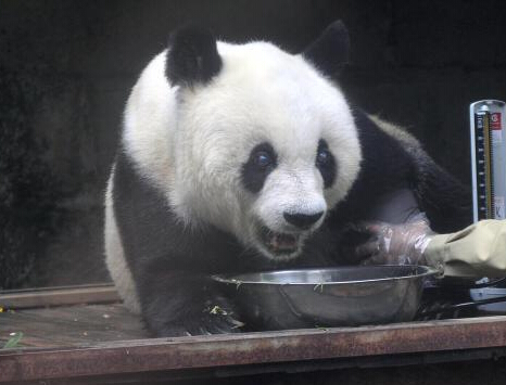 两岸热心人士共同为超“百岁”明星熊猫巴斯做寿”