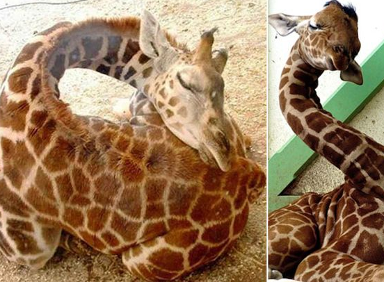 Ӣý��������¹����˯�� ���˿��ò����ۡ�