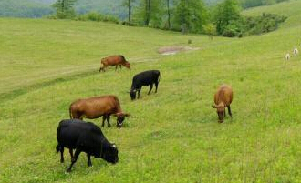 ����ʵʩ�˸����ݹ��� �֡��紵�ݵؼ�ţ�򡱾��ۡ�